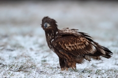 238 Seeadler - Haliaeetus albicilla