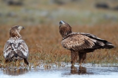 239 Seeadler - Haliaeetus albicilla