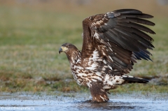 240 Seeadler - Haliaeetus albicilla