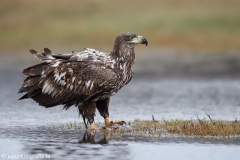 241 Seeadler - Haliaeetus albicilla