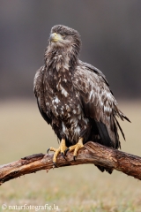 242 Seeadler - Haliaeetus albicilla