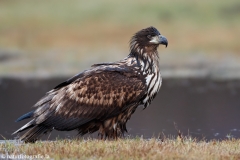 243 Seeadler - Haliaeetus albicilla