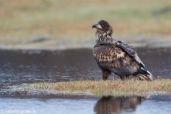 215 Seeadler - Haliaeetus albicilla