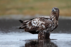 216 Seeadler - Haliaeetus albicilla