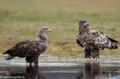 217 Seeadler - Haliaeetus albicilla