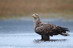 218 Seeadler - Haliaeetus albicilla