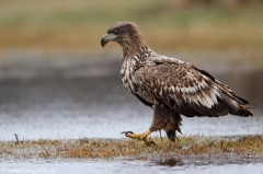 219 Seeadler - Haliaeetus albicilla