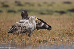 220 Seeadler - Haliaeetus albicilla