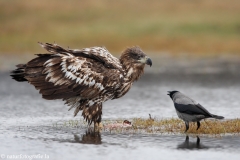 221 Seeadler - Haliaeetus albicilla