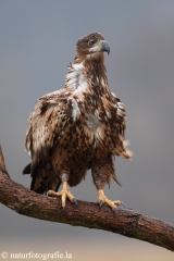 222 Seeadler - Haliaeetus albicilla