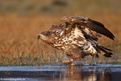 223 Seeadler - Haliaeetus albicilla