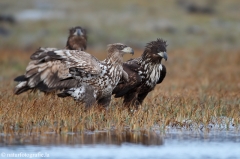 224 Seeadler - Haliaeetus albicilla