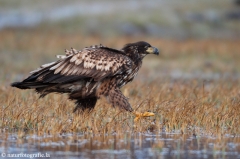 225 Seeadler - Haliaeetus albicilla