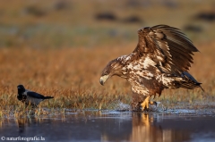 226 Seeadler - Haliaeetus albicilla