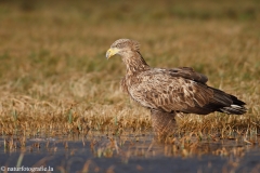 227 Seeadler - Haliaeetus albicilla