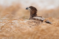 228 Seeadler - Haliaeetus albicilla