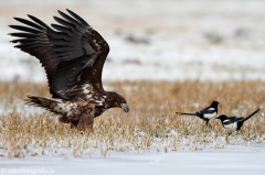 229 Seeadler - Haliaeetus albicilla