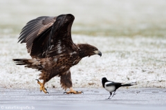 230 Seeadler - Haliaeetus albicilla