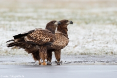 231 Seeadler - Haliaeetus albicilla