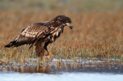 232 Seeadler - Haliaeetus albicilla