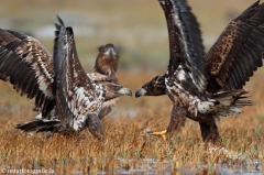 233 Seeadler - Haliaeetus albicilla