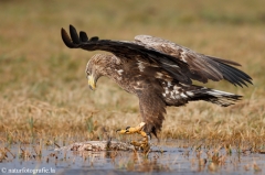 234 Seeadler - Haliaeetus albicilla