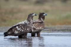 235 Seeadler - Haliaeetus albicilla