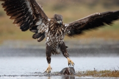 236 Seeadler - Haliaeetus albicilla