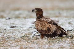 237 Seeadler - Haliaeetus albicilla