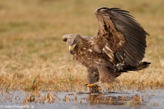 244 Seeadler - Haliaeetus albicilla