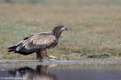 245 Seeadler - Haliaeetus albicilla