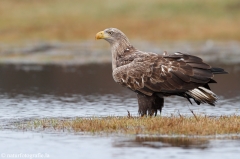 254 Seeadler - Haliaeetus albicilla