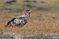 255 Seeadler - Haliaeetus albicilla