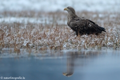 256 Seeadler - Haliaeetus albicilla