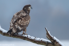 257 Seeadler - Haliaeetus albicilla