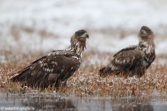 258 Seeadler - Haliaeetus albicilla