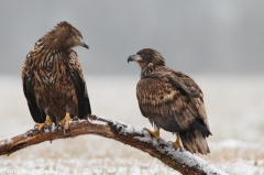 259 Seeadler - Haliaeetus albicilla