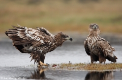 260 Seeadler - Haliaeetus albicilla