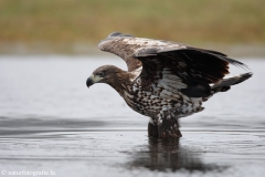 261 Seeadler - Haliaeetus albicilla