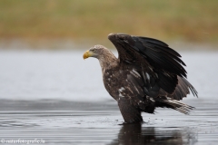 262 Seeadler - Haliaeetus albicilla