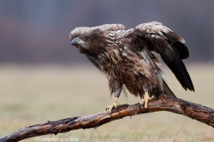 246 Seeadler - Haliaeetus albicilla