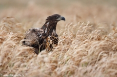 263 Seeadler - Haliaeetus albicilla