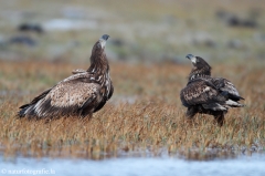 264 Seeadler - Haliaeetus albicilla