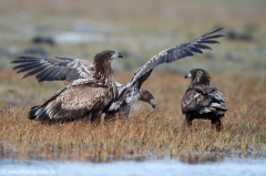 265 Seeadler - Haliaeetus albicilla