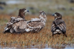 266 Seeadler - Haliaeetus albicilla