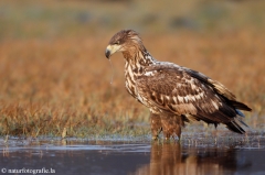 267 Seeadler - Haliaeetus albicilla