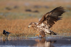 268 Seeadler - Haliaeetus albicilla