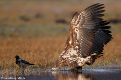 269 Seeadler - Haliaeetus albicilla