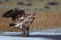 270 Seeadler - Haliaeetus albicilla