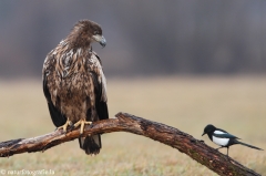 247 Seeadler - Haliaeetus albicilla